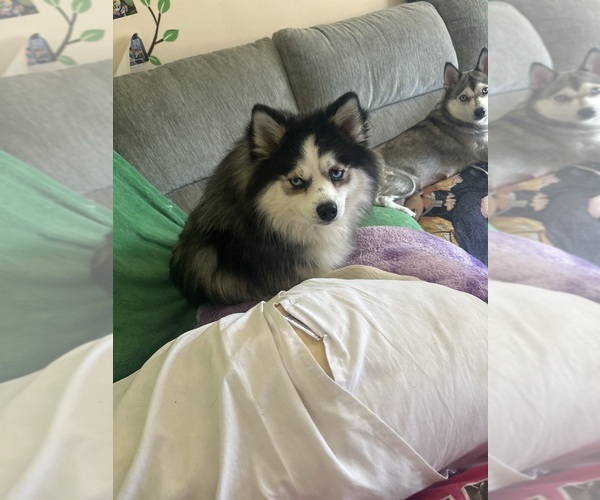 Medium Photo #1 Pomsky Puppy For Sale in ROSEVILLE, MI, USA