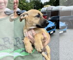 Small #3 Labrador Retriever Mix
