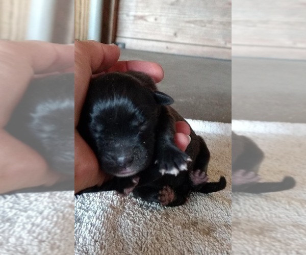 Medium Photo #4 Black Mouth Cur-Labrador Retriever Mix Puppy For Sale in DUNNELLON, FL, USA