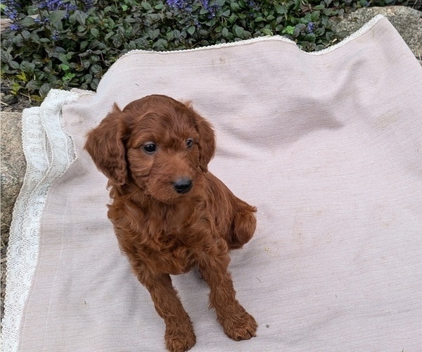 Medium Photo #9 Irish Doodle Puppy For Sale in GOSHEN, IN, USA