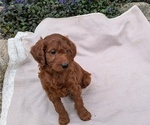 Small Photo #9 Irish Doodle Puppy For Sale in GOSHEN, IN, USA