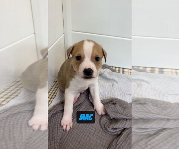 Medium Photo #2 Mutt Puppy For Sale in Gilberts, IL, USA