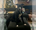 Small #42 American Pit Bull Terrier-Labrador Retriever Mix