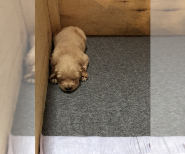 Medium Photo #4 Golden Retriever Puppy For Sale in LODI, NY, USA