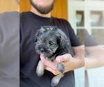 Small Photo #12 Schnauzer (Miniature) Puppy For Sale in SPENCER, TN, USA