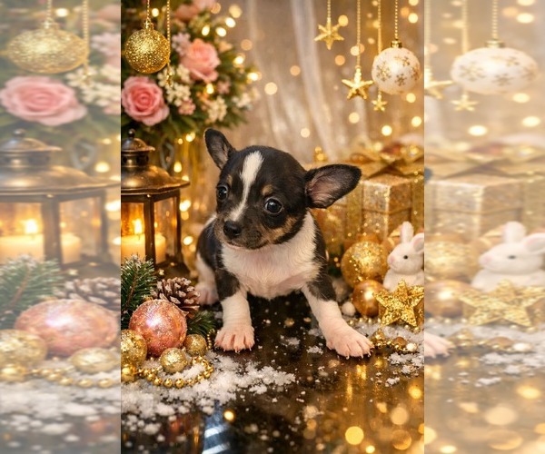 Medium Photo #3 Chihuahua Puppy For Sale in CAPE CORAL, FL, USA