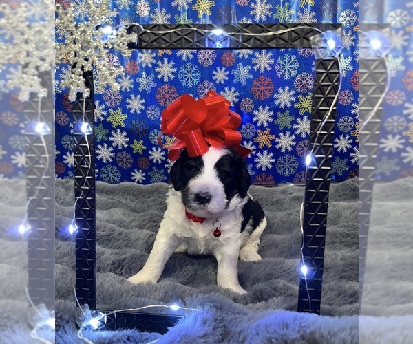 Medium Photo #7 Bernedoodle Puppy For Sale in CLEVELAND, TN, USA