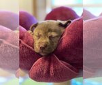 Small Photo #4 German Shepherd Dog-Huskies  Mix Puppy For Sale in Princeton, MN, USA