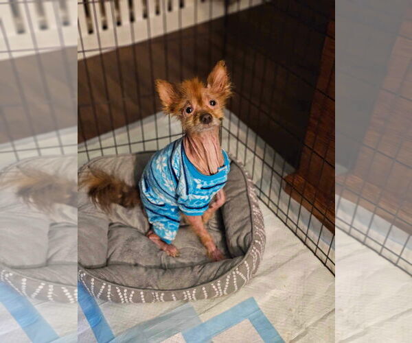 Medium Photo #4 Pom-A-Poo Puppy For Sale in Lebanon, PA, USA