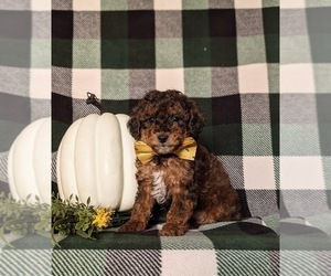 Poodle (Miniature) Puppy for sale in KIRKWOOD, PA, USA