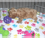 Small Photo #4 Cocker Spaniel-Poodle (Miniature) Mix Puppy For Sale in ORO VALLEY, AZ, USA