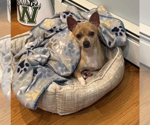 Medium Photo #8 Chihuahua-Unknown Mix Puppy For Sale in Rockaway, NJ, USA