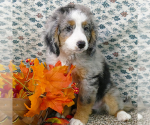 Bernedoodle (Miniature) Puppy for sale in ROY, UT, USA