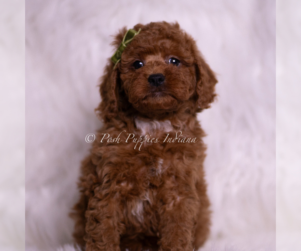 Medium Photo #2 Poodle (Toy) Puppy For Sale in WARSAW, IN, USA