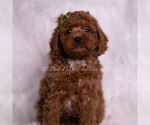 Small #1 Poodle (Toy)