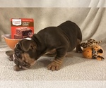 Small Photo #21 Olde English Bulldogge Puppy For Sale in CYNTHIANA, IN, USA