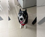 Small #1 Siberian Husky