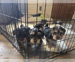 Small #12 Yorkshire Terrier