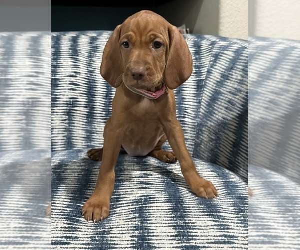 Medium Photo #6 Vizsla Puppy For Sale in CROWLEY, TX, USA