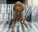 Small #5 Vizsla