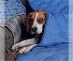 Small #1 Beagle