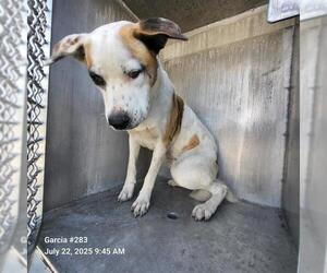 Labrador Retriever-Unknown Mix Dogs for adoption in San Antonio, TX, USA