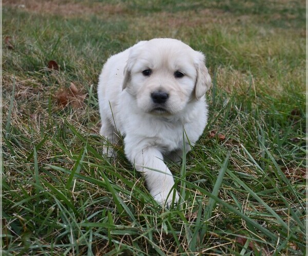 Medium Photo #3 Golden Retriever Puppy For Sale in MARSHALL, VA, USA