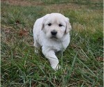Puppy Dasher Golden Retriever