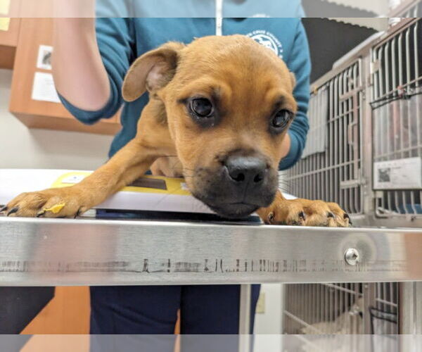 Medium Photo #1 Pug-Rottweiler Mix Puppy For Sale in Santa Cruz, CA, USA