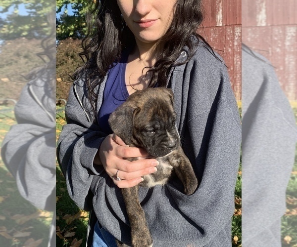 Medium Photo #4 Boxer Puppy For Sale in EDEN, PA, USA