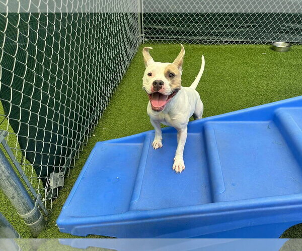 Medium Photo #3 American Pit Bull Terrier-Unknown Mix Puppy For Sale in Shillington, PA, USA