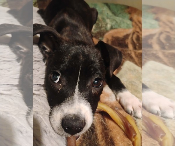 Medium Photo #3 Labrador Retriever-Unknown Mix Puppy For Sale in Sheboygan, WI, USA