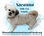 Small Shih Tzu Mix