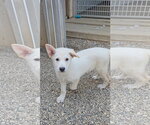 Small #1 Mutt