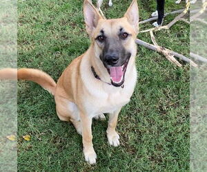 Leia - Female German Shepherd Dog Dog for Adoption - Photo #2