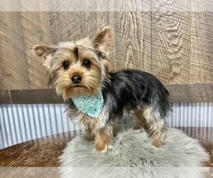 Yorkshire Terrier Puppy for sale in NAPPANEE, IN, USA