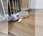 Small Photo #9 French Bulldog Puppy For Sale in GARLAND, TX, USA