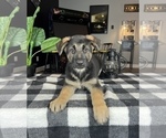 Small Photo #7 German Shepherd Dog Puppy For Sale in FRANKLIN, IN, USA
