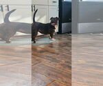 Small #9 Boston Terrier Mix
