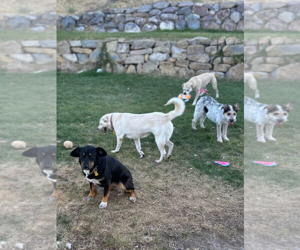 Medium Photo #11 Australian Shepherd-Unknown Mix Puppy For Sale in Sandy, UT, USA