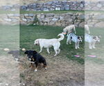 Small #10 Australian Shepherd Mix