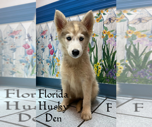 Siberian Husky Puppy for sale in NEW PORT RICHEY, FL, USA