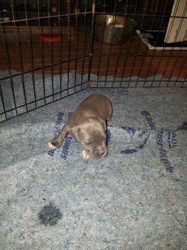 Medium Photo #11 American Pit Bull Terrier Puppy For Sale in GRIFFIN, GA, USA