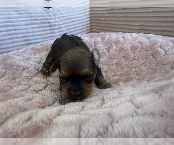 Medium Photo #43 Yorkipoo Puppy For Sale in ARLINGTON, TX, USA