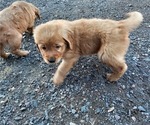 Small Photo #11 Golden Retriever Puppy For Sale in DULUTH, MN, USA