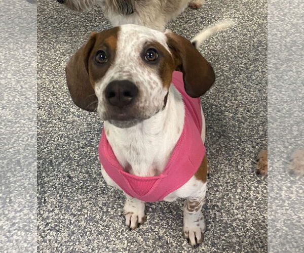 Medium Photo #3 English Coonhound-Labrador Retriever Mix Puppy For Sale in Canal Winchester, OH, USA