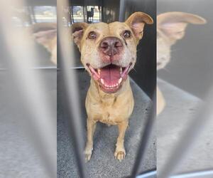Mutt Dogs for adoption in Downey, CA, USA