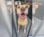 YELLOW - Male Mutt Dog for Adoption - Small photo