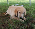 Small Photo #2 Golden Retriever Puppy For Sale in LA RUSSELL, MO, USA