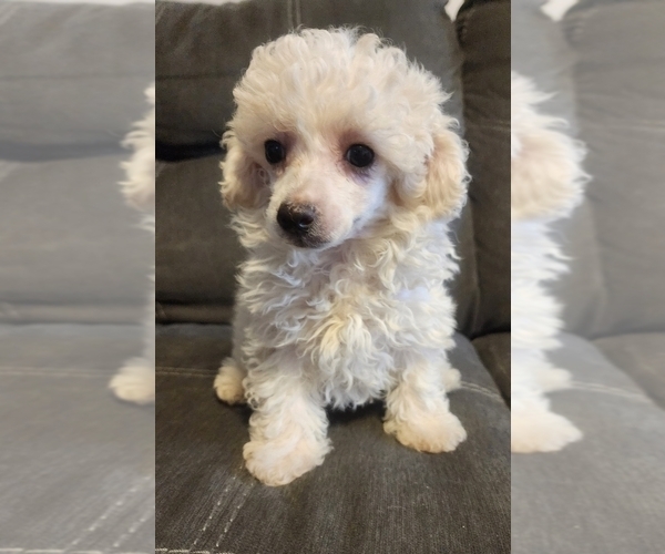 Medium Photo #2 Poodle (Toy) Puppy For Sale in WINSTON SALEM, NC, USA